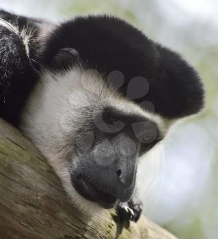 A Black And White Colobus Monkey