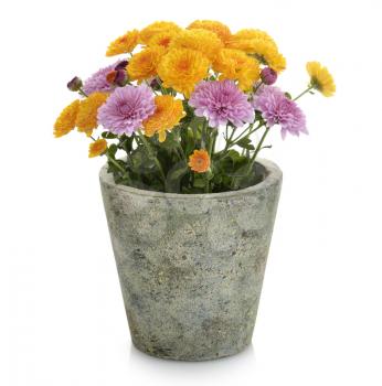 Mums Flowers In A Flower Pot