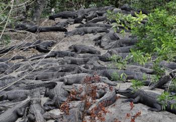 Lots Of Alligators Resting On The Sand 