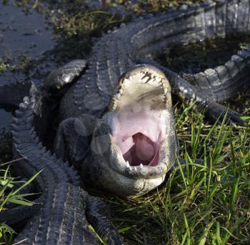 Alligator With Open Mouth , Closeup Shot 