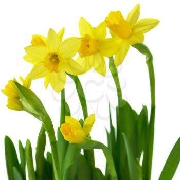 yellow spring daffodils on a white background 
