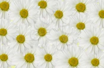 white daisy flowers , close up for background