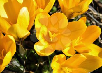 yellow crocus spring flowers , close up