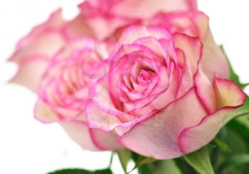 fresh pink roses on white background 