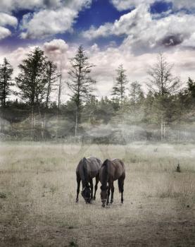 Langscape With Two Horses Grazing Grass