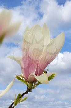 pink and white magnolia flowers on a tree