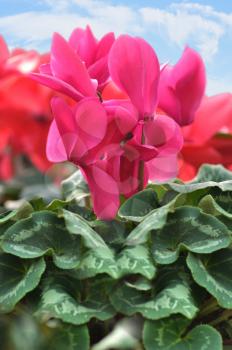 Red cyclamen flowers against a blue sky