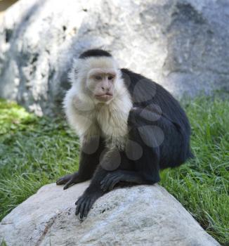 White-Throated Capuchin Monkey Sitting On A Stone