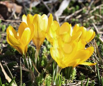 yellow crocus spring flowers , close up
