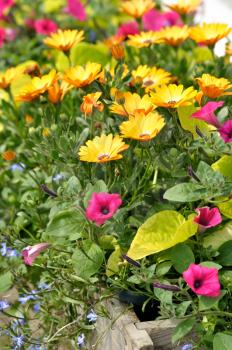 colorful summer flowers in a wooden flower bed