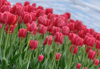 beautiful red tulips field in the spring time