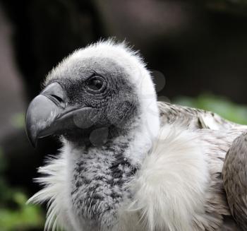 A Young Griffon Vulture Portrait