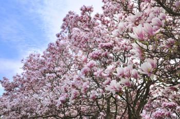 pink and white magnolia flowers on a trees