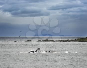 Humpback Whales Bubble Feeding In Alaska 