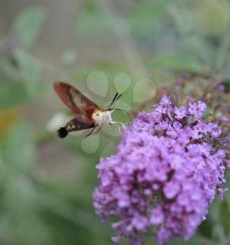 Common Clearwing  Sphinx Moth Or Hummingbird Moth