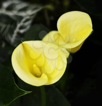 Yellow Calla Flowers ,Close Up