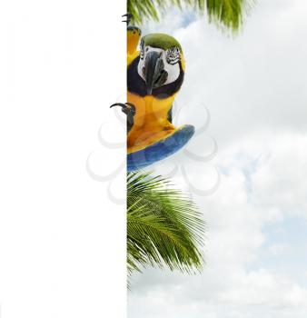 Blue And Yellow Macaw Parrot  With Empty Space