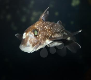 A Spotted Ratfish,Close Up