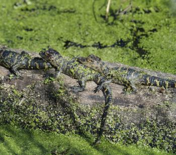 Young Alligators Basking In The Sunlight