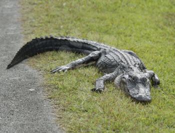 American Alligator Resting Near Road