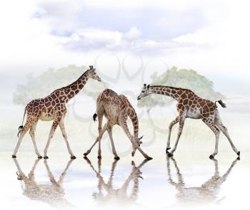 Group Of Giraffes With Reflection