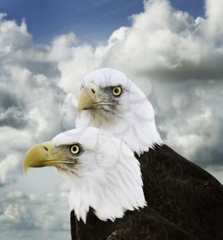 American Bald Eagles Against A Sky