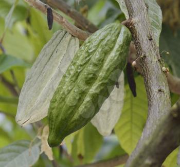 Cocoa Tree With Fruits,Close Up
