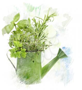 Watercolor Digital Painting Of fresh Herbs In Watering Can