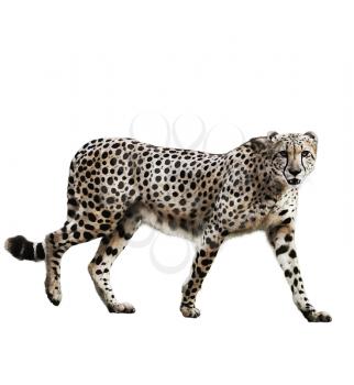 Watercolor Digital Painting Of  Walking Cheetah Isolated On White Background