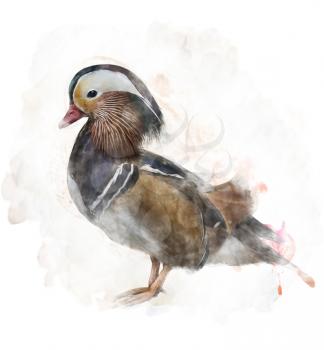 Watercolor Digital Painting Of  A Mandarin Duck