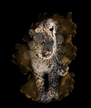 Watercolor Digital Painting Of  Leopard On Black Background