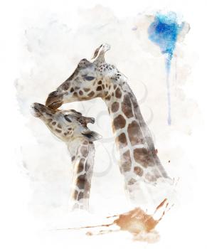 Watercolor Digital Painting Of  Mother And Baby Giraffes