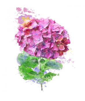 Watercolor Digital Painting Of Hydrangea Flower