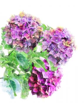 Watercolor Digital Painting Of Hydrangea Flowers
