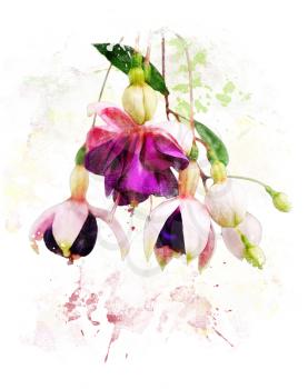 Watercolor Digital Painting Of  Pink And Purple Fuchsia Flowers 