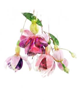 Watercolor Digital Painting Of  Pink And Purple Fuchsia Flowers