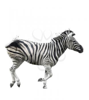 Watercolor Digital Painting Of Zebra