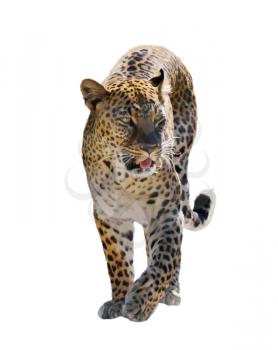 Digital Painting Of Walking Leopard