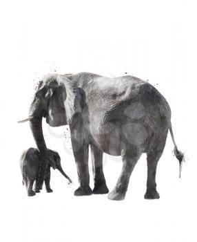 Watercolor Digital Painting Of  Elephants