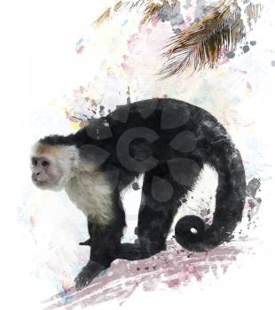 Watercolor Digital Painting Of White Throated Capuchin Monkey