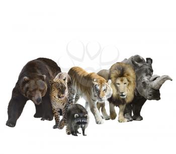 Digital Painting Of Wild Mammals Isolated On White Background