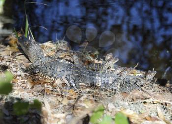 Baby Alligators Basking In Florida Wetlands