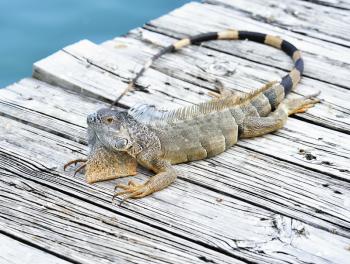 Iguana Resting On Wooden Bridge