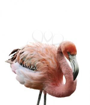 Digital Painting Of Pink Flamingo
