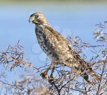 Sparrowhawk Perching On A Bush Branch