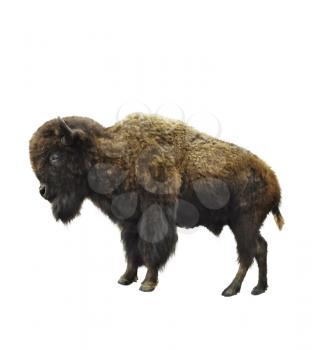 Digital Painting Of American Bison