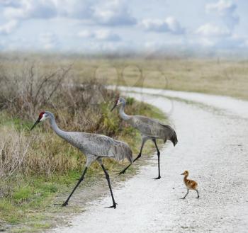 Sandhill Cranes Family Crossing A Country Road