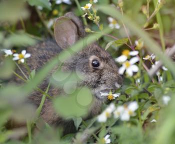 Wild Rabbit Eating A Flower