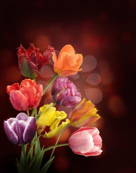 Digital Painting Of  Tulip Flowers