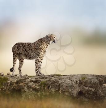 Cheetah (Acinonyx jubatus) Stands  On Top of a Rock